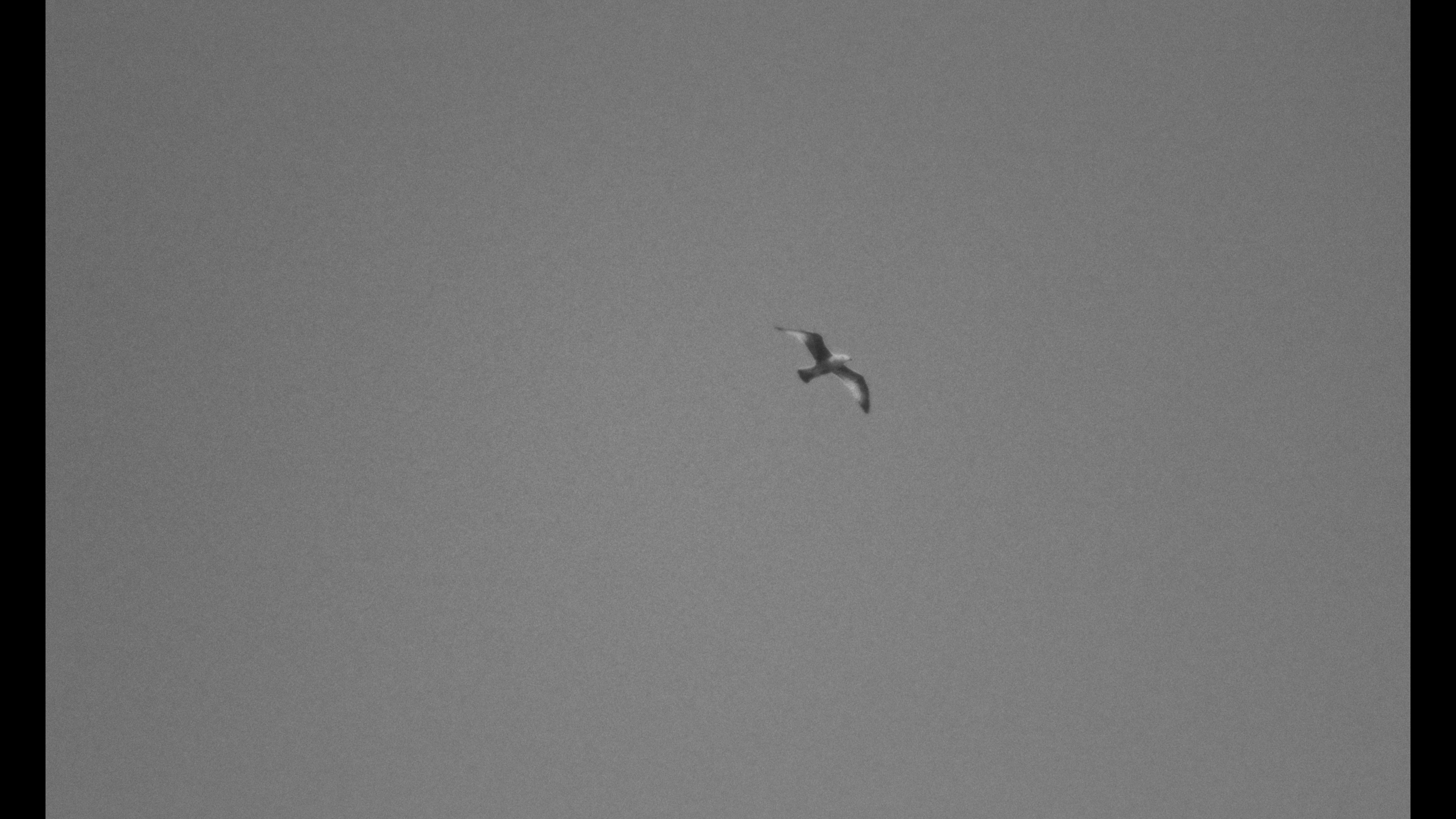 De Albatros