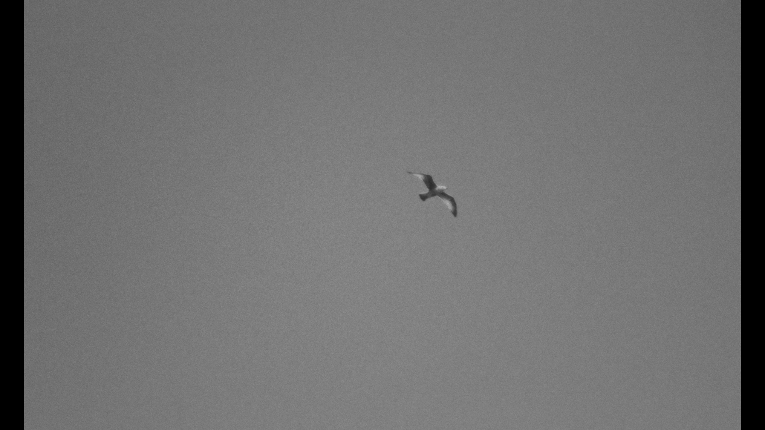 De Albatros